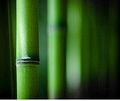 竹原纤维